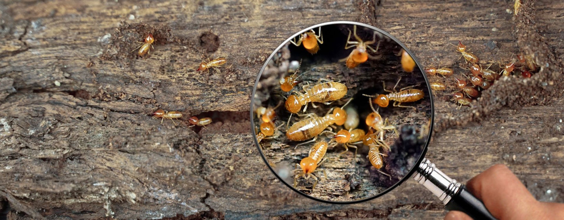 Desinsetizaadora em Brasília. Dedetização no DF. Descupinização em Brasília. Dztop Dedetizadora. Uma mão segura uma lupa, em frente ao pedaço de madeira, ampliando a imagem de uma infestação de cupins