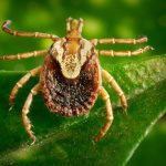 Febre Maculosa. Dedetizadora em Sobradinho.