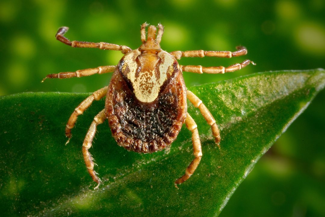 Febre Maculosa. Dedetizadora Lago Sul.