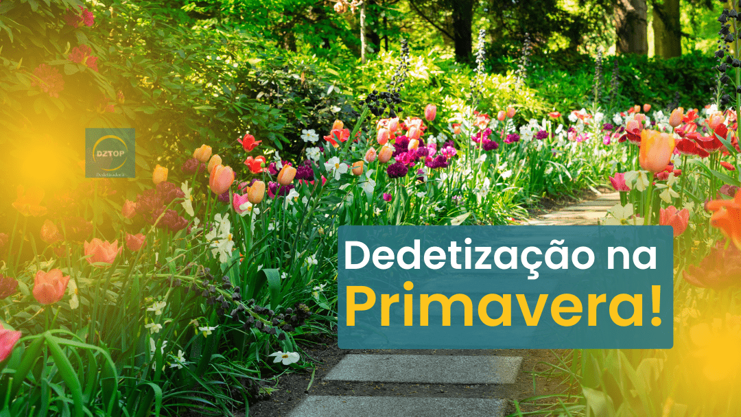 Dedetização em Brasília na Primavera